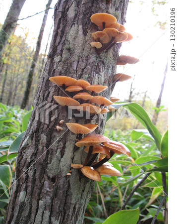 天然のエノキダケ 130210196