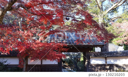 紅葉のある風景 潮来市 長勝寺 紅葉のある風景 潮来市 長勝寺 130210203
