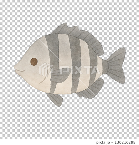 [海洋生物]鸚嘴魚的插圖 130210299