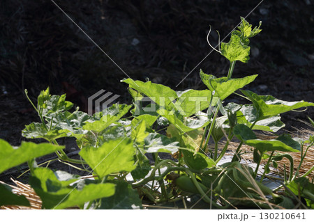 生命力　イメージ　子ズル 130210641