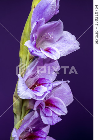 Violet gladiolus flower with water droplets on deep purple 130210764