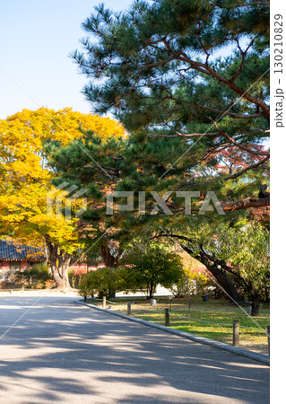 Korean traditional building in Changdeokgung palace in Seoul, South Korea. It is one of the Five Grand Palaces built by the kings of the Joseon dynasty. with beautiful autumn foliage. Korean traditional building in Changdeokgung palace in Seoul, South Korea. It is one of the Five Grand Palaces built by the kings of the Joseon dynasty. with beautiful autumn foliage. 130210829