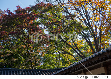 Korean Traditional Building in Secret Garden or Huwon of Changdeokgung Palace, in Seoul, South Korea. with beautiful autumn foliage. It was used as a place of leisure by members of the royal family 130210831