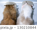 Top view of white and brown cats eating their food from bowls 130210844