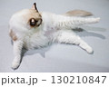 Pregnant Ragdoll cat lying on the floor, licking herself 130210847