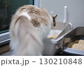 Pregnant Ragdoll cat in cat litter box. 130210848