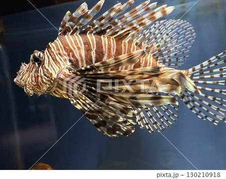 綺麗なミノカサゴ 130210918