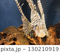 鮮やかなミノカサゴ 130210919
