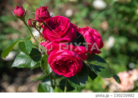 Three Eric Tabarly roses in varying bloom stages with fresh buds and glossy leaves, bright fuchsia pink under summer sunlight. 130210982