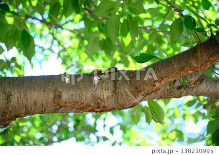 クマセミ　蝉 130210995