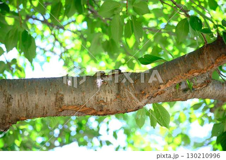 クマセミ 蝉 クマセミ 蝉 130210996