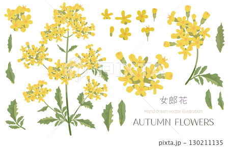 女郎花（秋の七草のひとつ）の素材セット 130211135