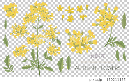 Material set for lady's mantle (one of the seven autumn herbs) 130211135