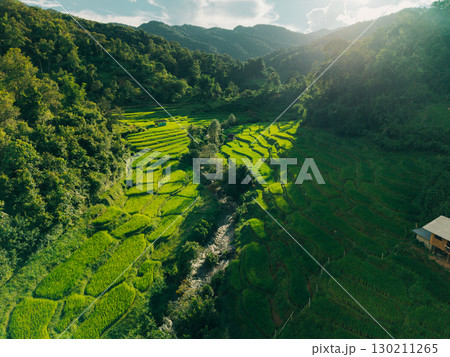 Aerial view of rice fields in the morning, green rice fields in rural Chiang Mai 130211265
