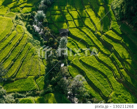 Aerial view of rice fields in the morning, green rice fields in rural Chiang Mai Aerial view of rice fields in the morning, green rice fields in rural Chiang Mai 130211268