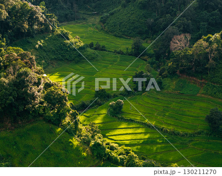 Aerial view of rice fields in the morning, green rice fields in rural Chiang Mai 130211270