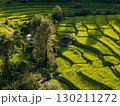 Aerial view of rice fields in the morning, green rice fields in rural Chiang Mai 130211272