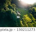 Aerial view of rice fields in the morning, green rice fields in rural Chiang Mai 130211273
