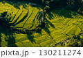 Aerial view of rice fields in the morning, green rice fields in rural Chiang Mai 130211274