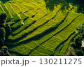 Aerial view of rice fields in the morning, green rice fields in rural Chiang Mai 130211275