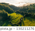 Aerial view of rice fields in the morning, green rice fields in rural Chiang Mai 130211276