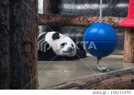giant panda rests in a zoo enclosure 130211470