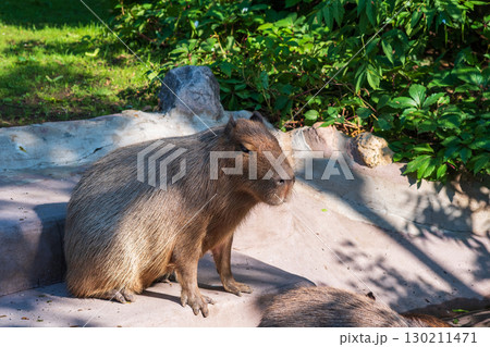 Capybara Hydrochoerus hydrochaeris in a zoo outdoor Capybara Hydrochoerus hydrochaeris in a zoo outdoor 130211471