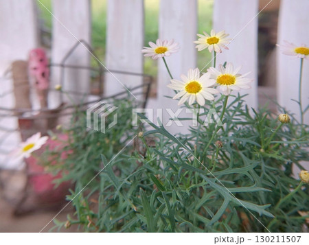 薔薇 130211507