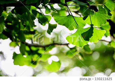 夏の木漏れ日と輝く銀杏の葉 夏の木漏れ日と輝く銀杏の葉 130211825