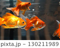 鮮やかな金魚 130211989