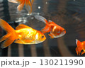 泳ぐ金魚 130211990