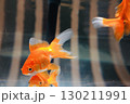 美しい金魚 130211991