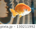 綺麗なランチュウ 130211992