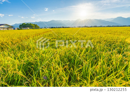 北アルプスと夕日に照らされたたわわに実った稲と田んぼ【長野県】 130212255
