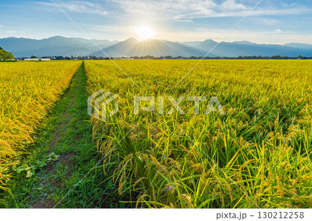 北アルプスと夕日に照らされたたわわに実った稲と田んぼ【長野県】 北アルプスと夕日に照らされたたわわに実った稲と田んぼ【長野県】 130212258