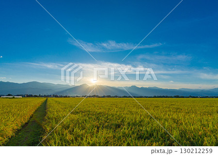 北アルプスと夕日に照らされたたわわに実った稲と田んぼ【長野県】 130212259