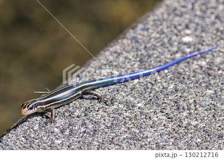 石の上で休むニホントカゲ幼体 130212716