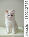 2 months old ragdoll kitten looking into the camera. domestic cat 130212726