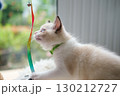 2 months old ragdoll kitten looking up, playing with the owner. domestic cat 130212727