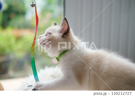 2 months old ragdoll kitten looking up, playing with the owner. domestic cat 2 months old ragdoll kitten looking up, playing with the owner. domestic cat 130212727