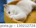 2 months old, sleepy ragdoll kitten laying on the cat scratching board, looking into the camera. domestic cat 130212728