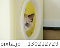 2 months old ragdoll kitten wondering around the cat shelter. domestic cat 130212729