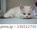 2 months old ragdoll kitten lying on the floor, looking into the camera. domestic cat 130212730