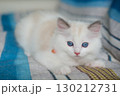 2 months old ragdoll kitten lying on the couch, domestic cat 130212731