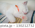 2 months old ragdoll kitten lying on the couch, domestic cat 130212732