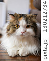 Close up of cute fluffy white cat, looking at the camera. Mixed breed cat between Maine Coon and Scottish Fold. 130212734