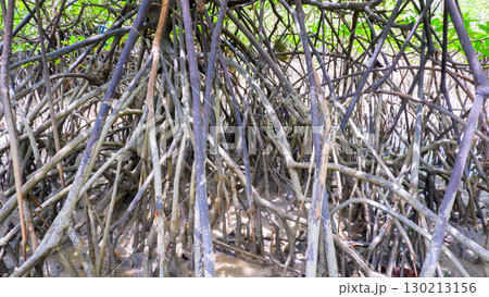 Mangrove Roots in Coastal Wetland Ecosystem Mangrove Roots in Coastal Wetland Ecosystem 130213156