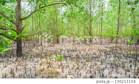 Mangrove Forest with Pneumatophore Roots in Coastal Wetland Ecosystem 130213159