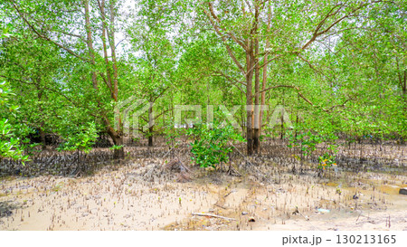 Tropical Mangrove Forest with Roots and Green Foliage on Sandy Soil Tropical Mangrove Forest with Roots and Green Foliage on Sandy Soil 130213165