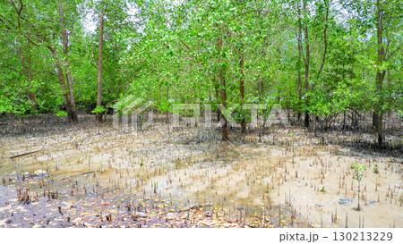 Lush Mangrove Forest Landscape at Low Tide Lush Mangrove Forest Landscape at Low Tide 130213229